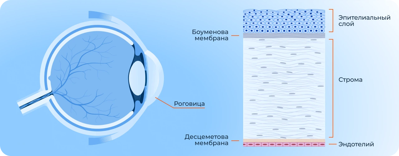строение роговицы