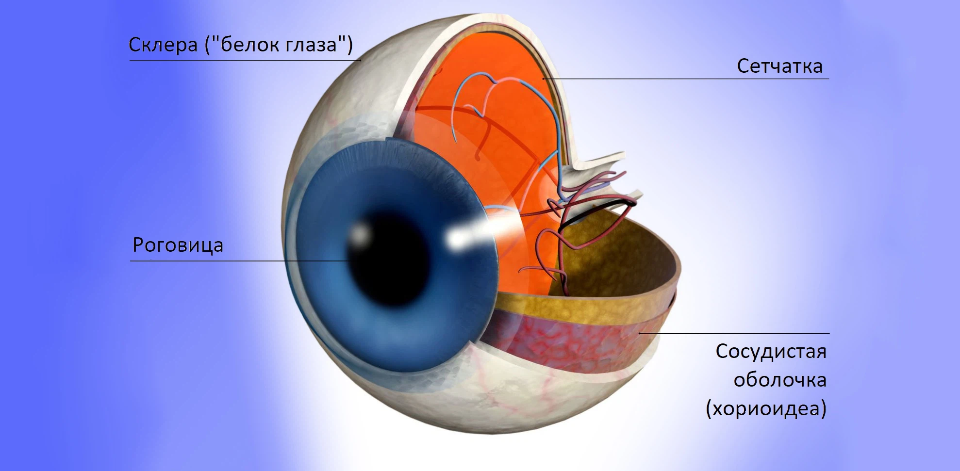 строение склеры глаза у человека