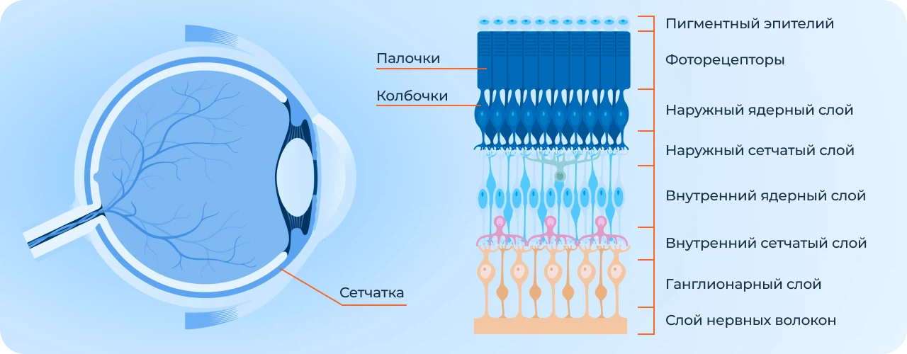 структура сетчатки глаза