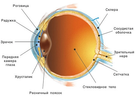 Строение и функции глаза, анатомия глаза