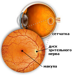 Строение сетчатки глаза - структура и функции сетчатки